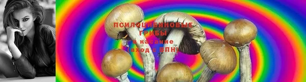стафф Арсеньев